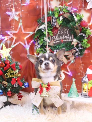 20231202メルくん